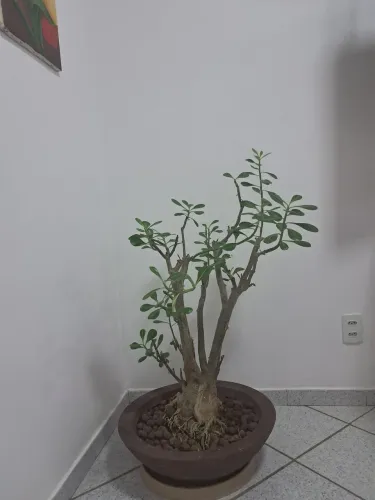 Vendo planta rosa do deserto