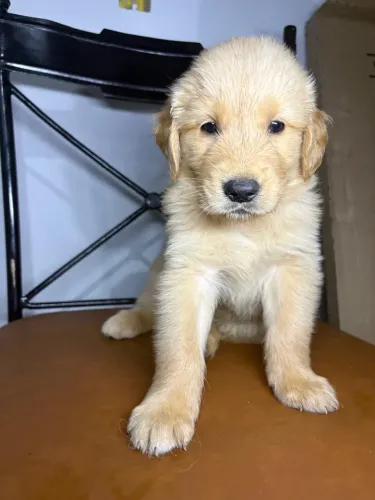 Filhotes de Golden