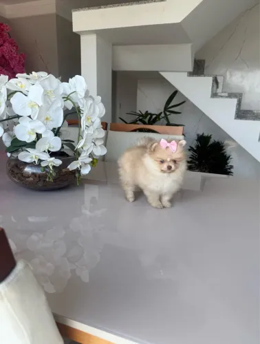 Filhotinha de Lulu da Pomerania olhos verdes super linda 