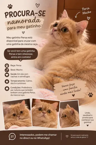 Gato persa para cruzar