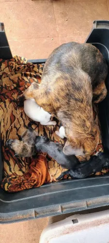 Doação filhote de cachorro ?