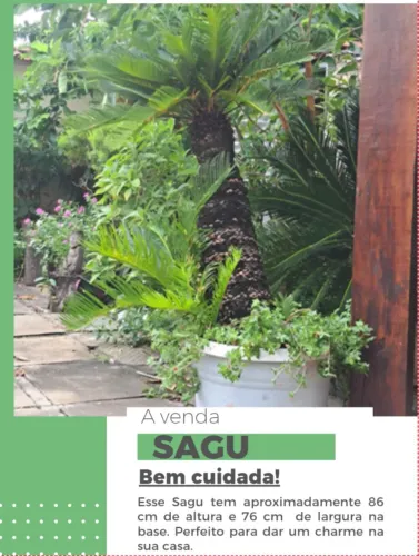 PLANTA SAGU A VENDA
