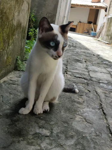 Gato adoção