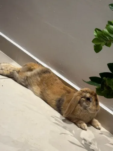Coelha mini lopi dócil