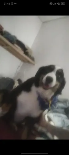 Bernese fêmea procura namorado 