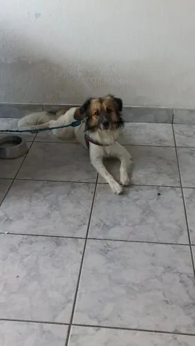 Doação de cachorro porte médio 