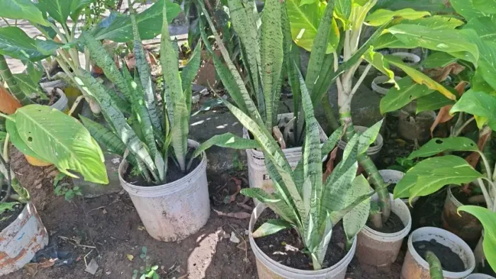 Espada de São Jorge, planta. Valor 15,00 reais cada.
