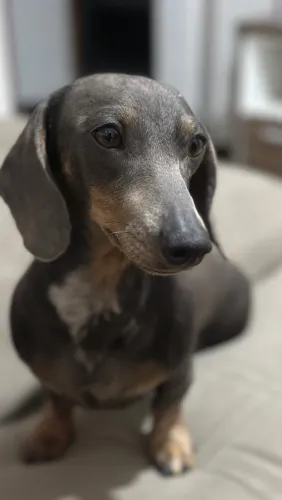 Dachshund 
