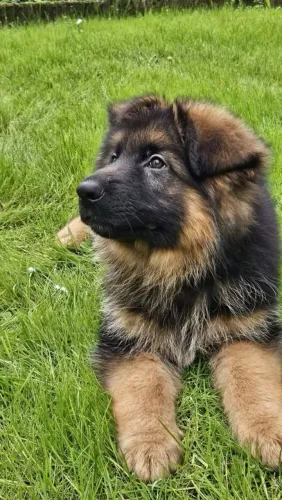 Pastor Um cachorrinho assim faz qualquer casa transbordar amor