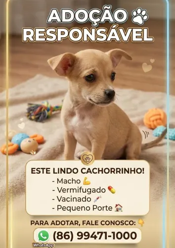 ADOÇÃO 