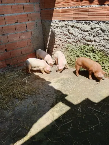 Leitões porcos