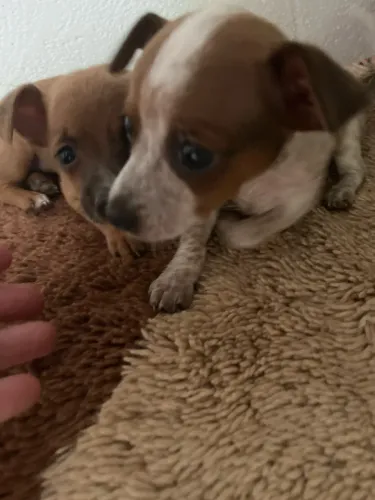 Cachorro pinscher