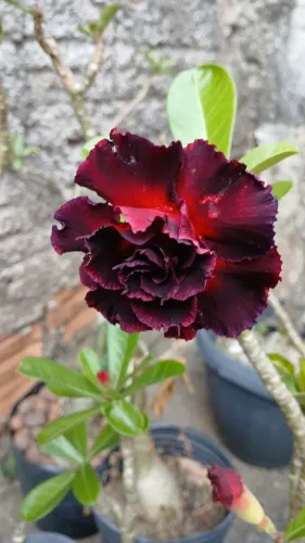 Rosa do deserto 