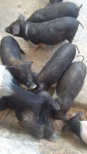 Vendo porco