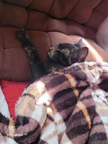 doação de gatinha fêmea