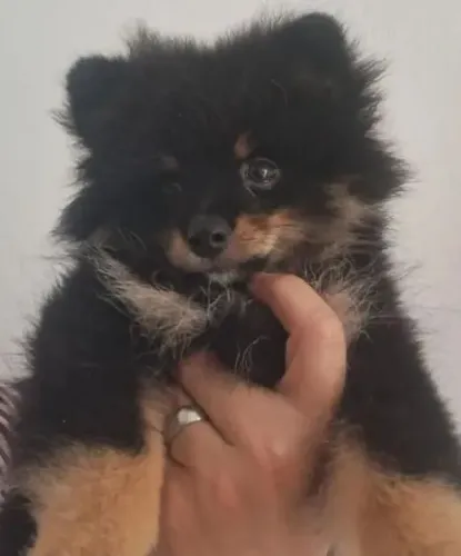 Lulu da Pomerania Fêmea