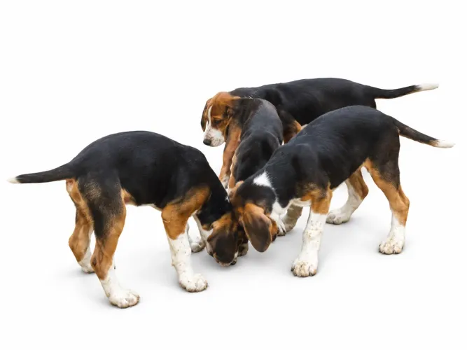 Filhotes FoxHound Americano - 3 meses