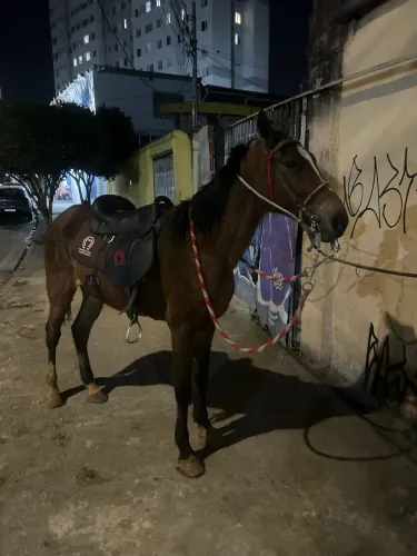 Vendo cavalo castrado de carroça