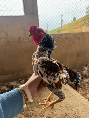 Ovos férteis de galinha Koshamo