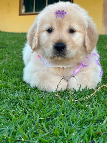 GOLDEN RETRIEVER FÊMEA
