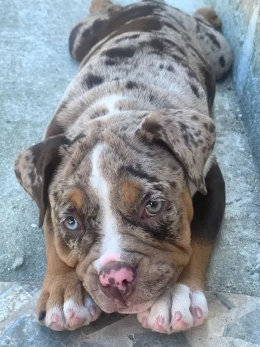 Filhote fêmea de Exotic Bully Merle Trilac