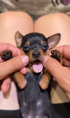 Pinscher 0- compra segura, sem pagamento antecipado.