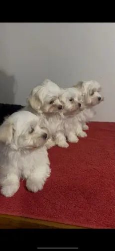 Filhote maltês