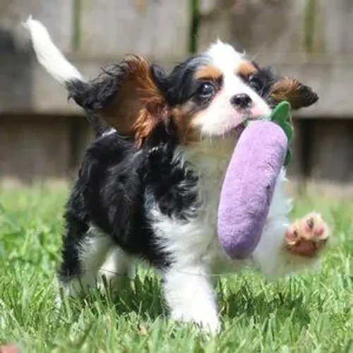 Cavalier King Charles Spaniel