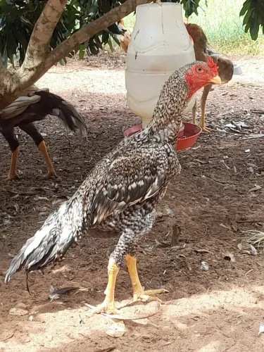 Frangos indio