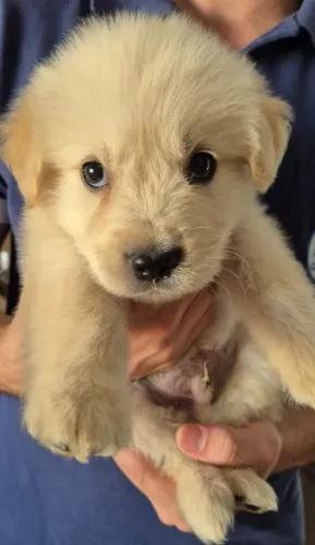 Filhote de Golden Retriever o melhor presente para quem ama cachorros 