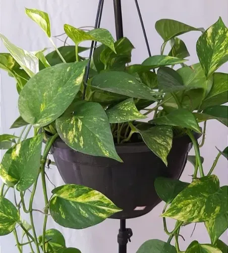 Muda de Planta Jiboia