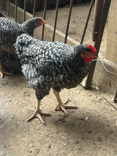 Frango Carijó +60 dias