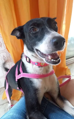 Cachorrinha CASTRADA para ADOÇÃO RESPONSÁVEL