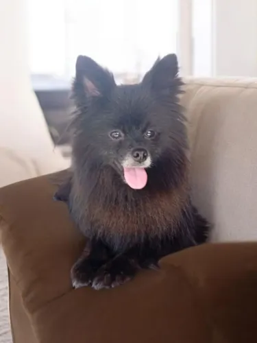 Spitz alemão macho adulto 