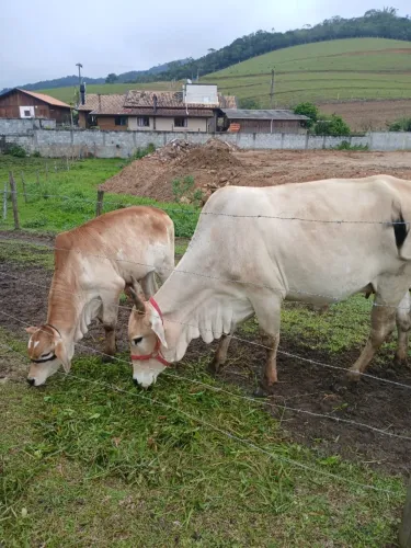BOI NELORI COM CRIA