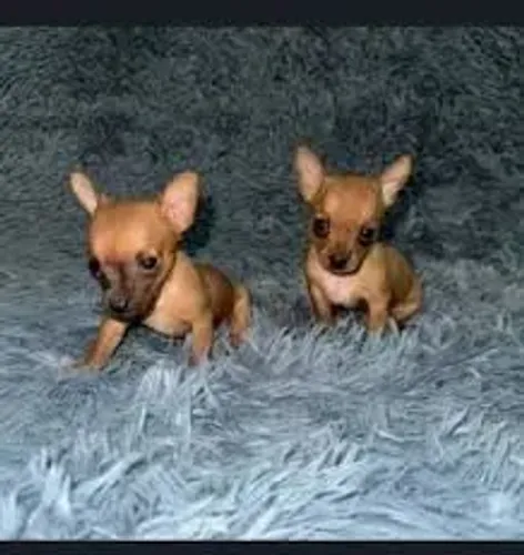 Pinscher