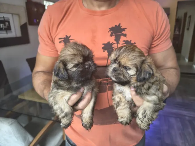 Vendo Shih Tzu