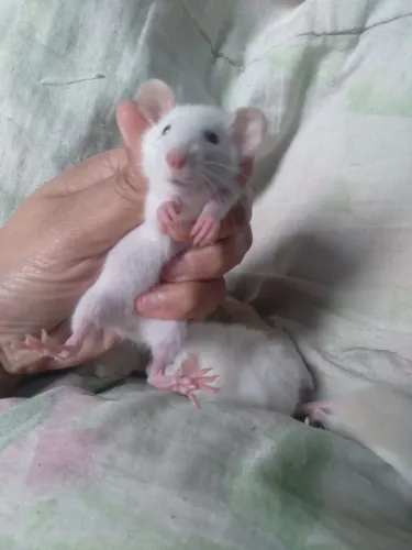 Ratinho Twister