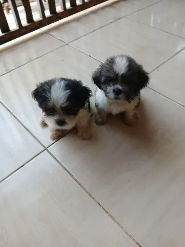 Vendo cachorro shitzu macho850