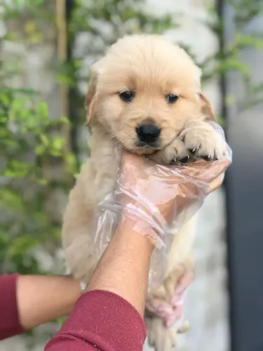 Golden Retriever Filhotes Disponíveis Para Você