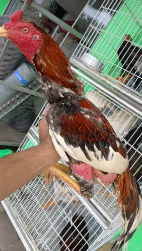 Galo índio e galinha Índia