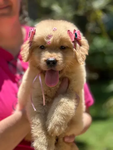 Golden retriever  top demais 