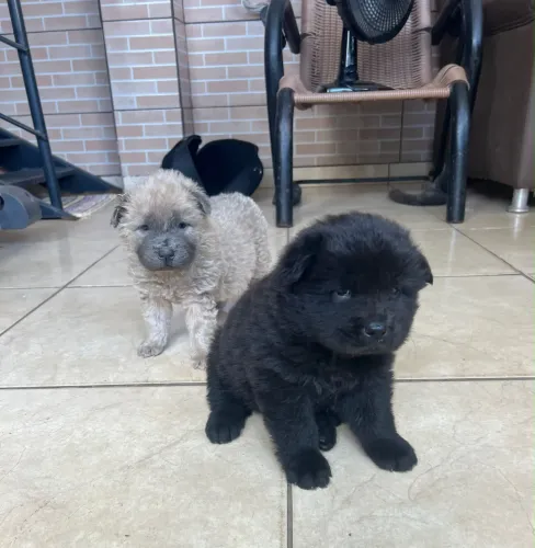 Chow chow