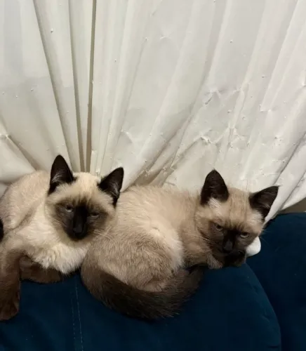 Gato siamês disponível 