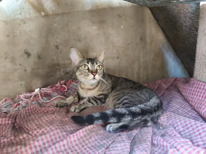 GATA CASTRADA