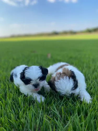 Filhote shih tzu fêmeas 