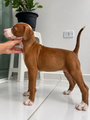 Filhote de Pitbull Fêmea | Vacinada e Microchipada
