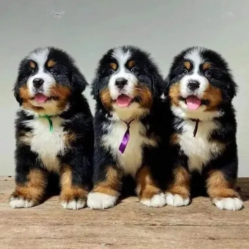 berneses espertos