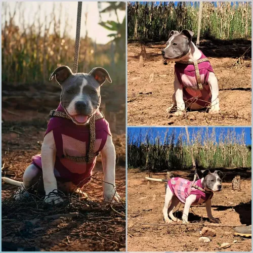American bully fêmea 