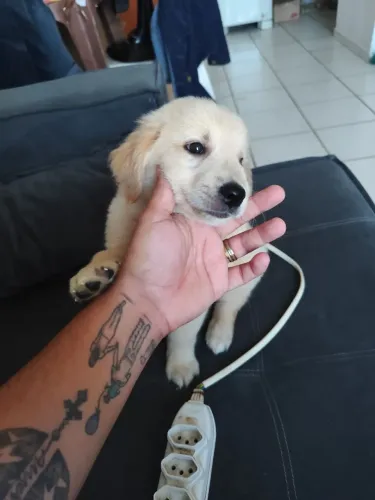 Golden Retriever 